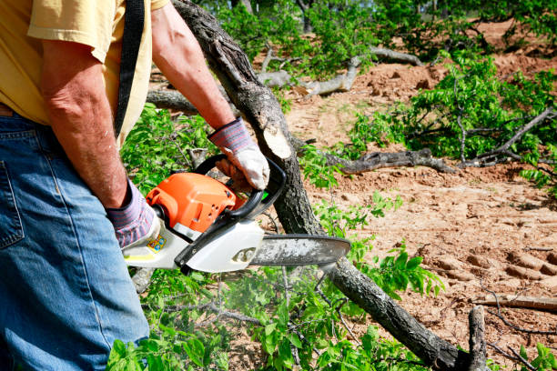 Best Tree Trimming and Pruning  in Huntsville, TX